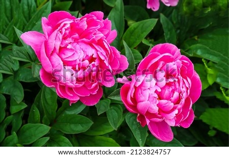 Peony flowers planting in summer