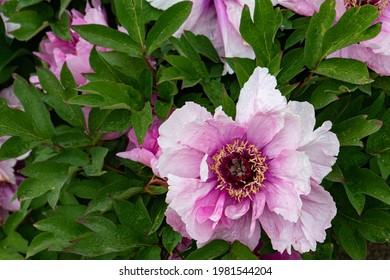 Peony Flowers In Prague Botanical Garden