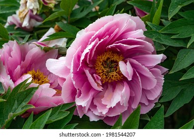 Peony Flowers In Prague Botanical Garden