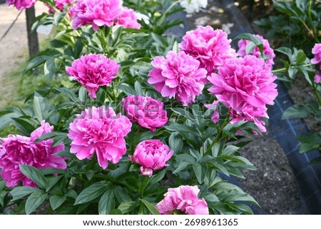 Peony flowrs are in bloom.