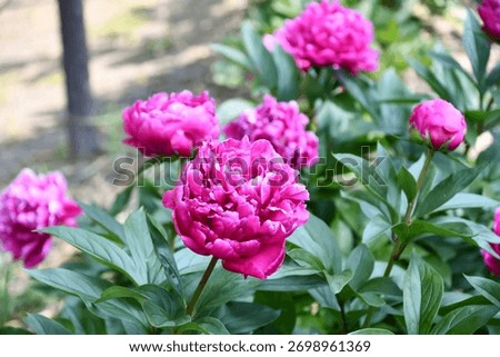 Peony flowrs are in bloom.