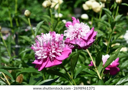 Peony flowrs are in bloom.
