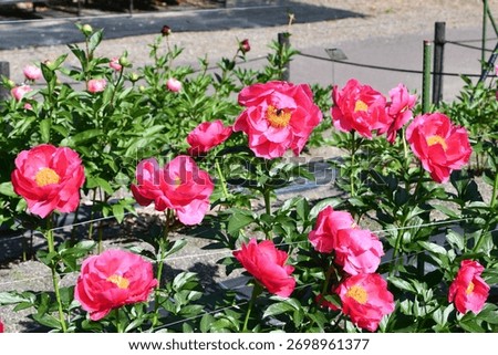 Peony flowrs are in bloom.