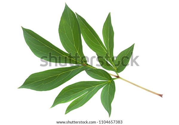 Peony Leaf Closeup Isolated On White Stock Photo (Edit Now) 1104657383