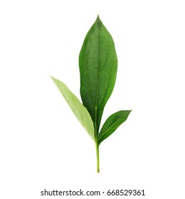 Peony Leaf Isolated On White Stock Photo 668529361 | Shutterstock