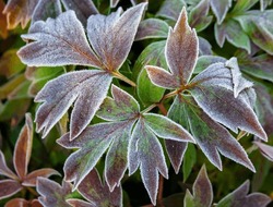 Peony Leaves Covered With Frost And Ice After Nighttime Autumn Frost. Floral Background Of Complex Carved Leaves Of Herbaceous Decorative Peony In September Garden.