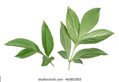 Peony Leaves Isolated On White Background