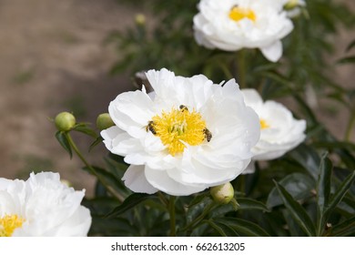 Peony Miss America