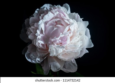 Peony On Black Background 