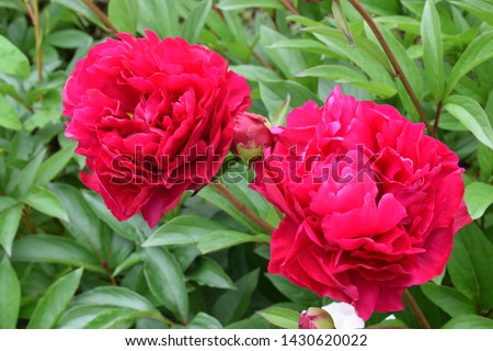 Peony or Paeonia lactiflora. Name Adolphe Rousseau. Close up of two red flowers. 