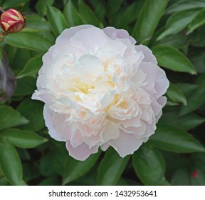 Peony or Paeonia Lactiflora. Name Duchesse de Nemours. Close up of large white flower - Shutterstock ID 1432953641