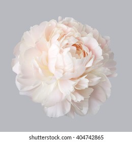 Peony pale pink color isolated on a gray background