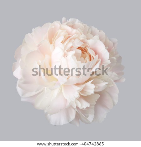 Peony pale pink color isolated on a gray background