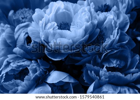 Peony roses flowers, beautiful floral background in blue color.