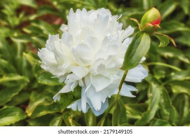 Peony shirley temple or paeonia lactiflora growing in a green backyard or garden against a nature background. Beautiful flowering plants flourishing, blossoming and blooming in a park during spring