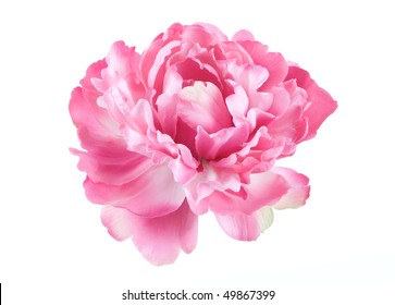 Peony Single Flower Isolated On White Background