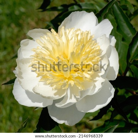 peony 'Sitka' with white flowers and yellow stamenoids in japanese style