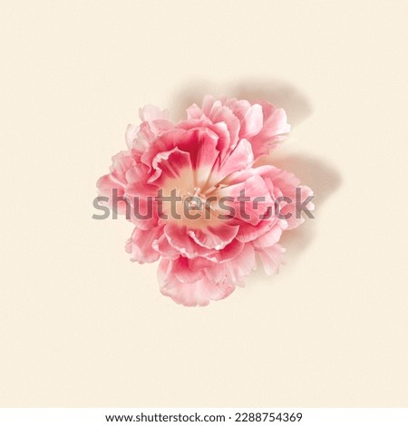 Peony tulips flower spring holiday flowery pastel background, minimal flowery flat lay, floral still life with pink blooming flowers on beige colored, nature decor card, postcard, invitation copyspace