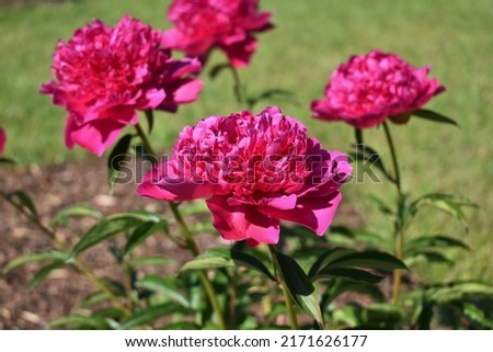 Peony variety 'Felix Crousse'. Beautiful raspberry-red flowers in sun, close-up
