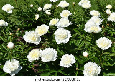 Peony variety 'Lancaster Imp'. Beautiful white flowers group, close-up