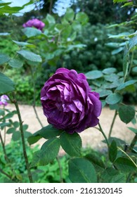 Peony-shaped Purple Roses In A Garden. Dew On Flowers Close-up View With A Garden Background.