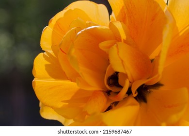 peony-shaped tulip close-up. Yellow blooming flower of a peony-shaped tulip. Flower petals close-up.