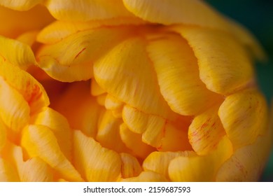 peony-shaped tulip close-up. Yellow blooming flower of a peony-shaped tulip. Flower petals close-up.