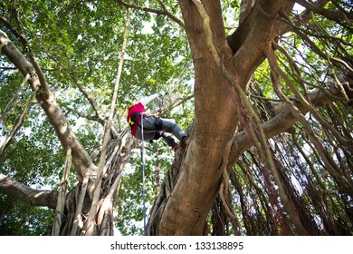 People Adventure Climbing High Tree.