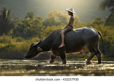 people cambodia and water buffalo.