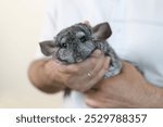 People care for and play with chinchillas.