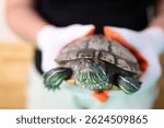 People care for and play with a pet red-eared turtle.
