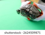 People care for and play with a pet red-eared turtle.