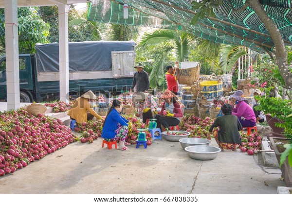 People\
checking dragon fruit/Tien Giang, Vietnam – February 12 2016: These\
people were selecting, checking, quantifing dragon fruits. After\
they arranged these fruits into bamboo\
basket