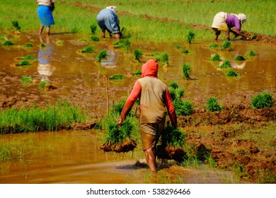 People Collecting Rice On A Rice Field Near Siolim, Goa, India.