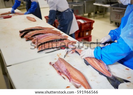 People cut red fish on the table in the work shop at fish factory.