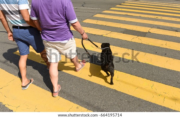 people
with a dog on a zebra crossing. back, behind,
dog