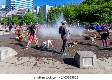 People And Dogs Cooling Off The Summer Heat In Downtown Portland Oregon USA