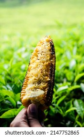 people eating roasted corn in tea plantation