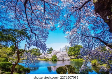 People enjoy cherry blossoms in Shinjuku Gyoen! The pond and the reflection of cherry blossoms on the other side and the delightful foliage of the nearest cherry blossoms