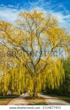 People enjoy a relaxing and tranquil walk in the countryside on a trail with a tall, majestic blooming weeping willow in Bispebjerg Kirkegard (Bispebjerg cemetery or graveyard) - Copenhagen, Denmark