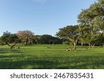 People enjoying the sun in the Brazilian Marinha park in the city of Porto Alegre.-Brazil.