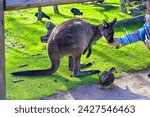 People feeding Kangaroo, Moonlit sanctuary, Melbourne, Australia