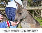 People feeding Kangaroo, Moonlit sanctuary, Melbourne, Australia