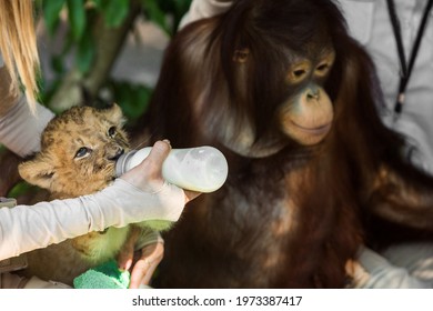 Look she is feeding feeds the lions