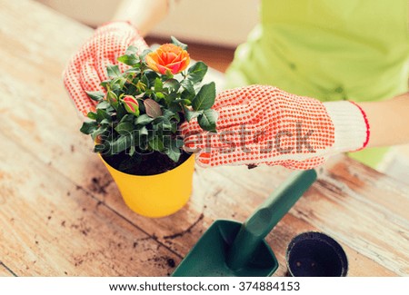 Similar – rose Nature Plant Summer