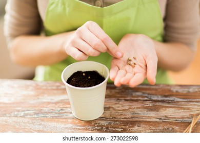 People, Gardening, Seeding And Profession Concept - Close Up Of Woman Hands With Paper Bag And Trowel Sowing Seeds To Soil In Pot