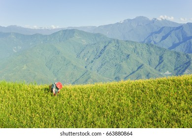 People Gathering Daylily Flower as Food on The Blossom Season of Daylily at the Hill of East Rift Valley, Liushidan Mountain, Fuli, Hualien, Taiwan