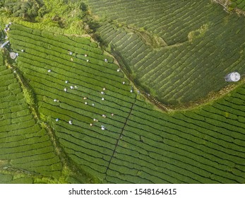 25,011 Thailand Tea Farm Images, Stock Photos & Vectors | Shutterstock