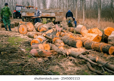 People are gathering sliced, chopped, freshly cut stumps of trees on the ground, lumber texture, wooden, hardwood, firewood, to be loaded in trailer, ready for transport from forest. - Powered by Shutterstock