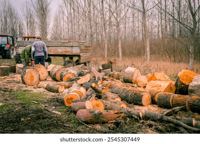 People are gathering sliced, chopped, freshly cut stumps of trees on the ground, lumber texture, wooden, hardwood, firewood, to be loaded in trailer, ready for transport from forest. - Powered by Shutterstock